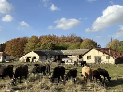 Езда "Боровец" / Horse Riding "Borovets"