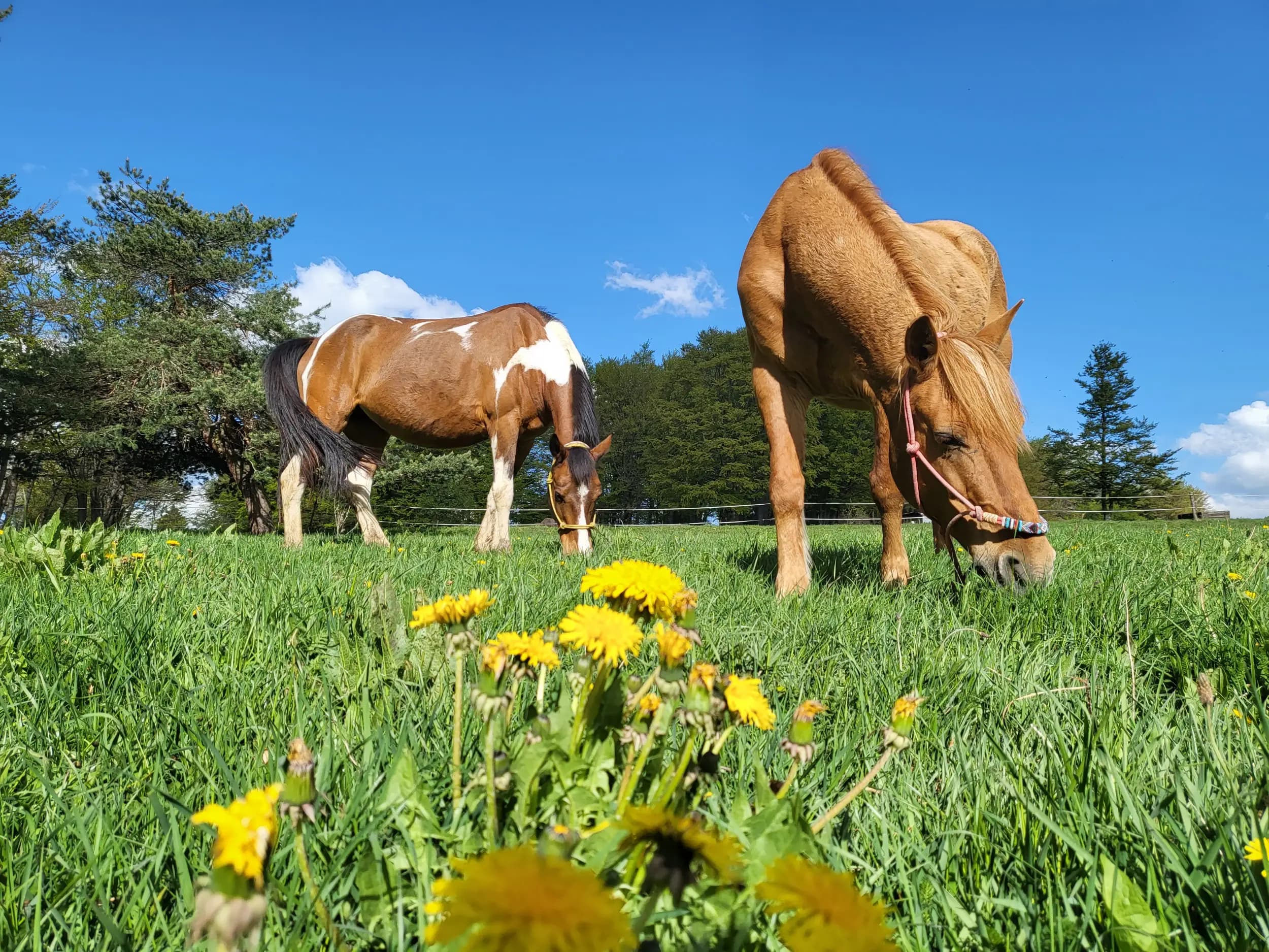 Езда "Боровец" / Horse Riding "Borovets"