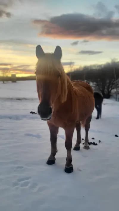 Езда "Боровец" / Horse Riding "Borovets"