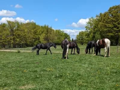 Езда "Боровец" / Horse Riding "Borovets"