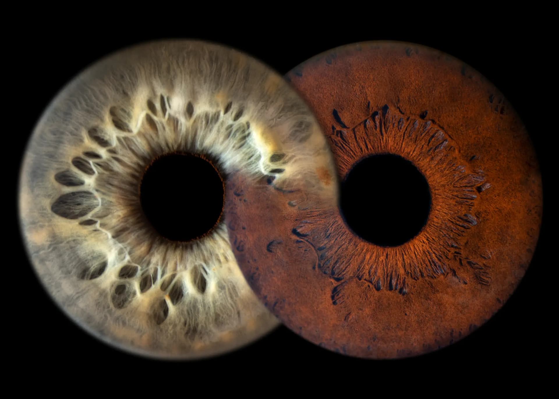 IRIS WORLD STUDIO