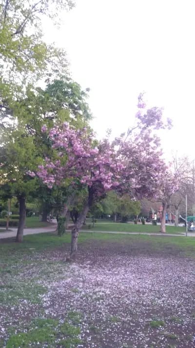Парк „Лагера“