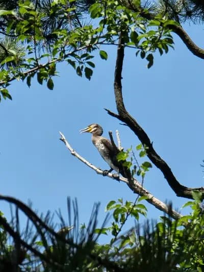 Панчарево паркинг