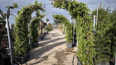 Градински център "Компас-Флора"