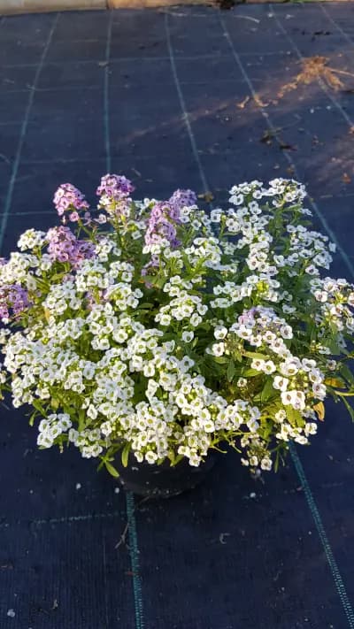 Градински център "Компас-Флора"