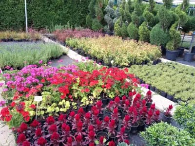 Градински център "Компас-Флора"