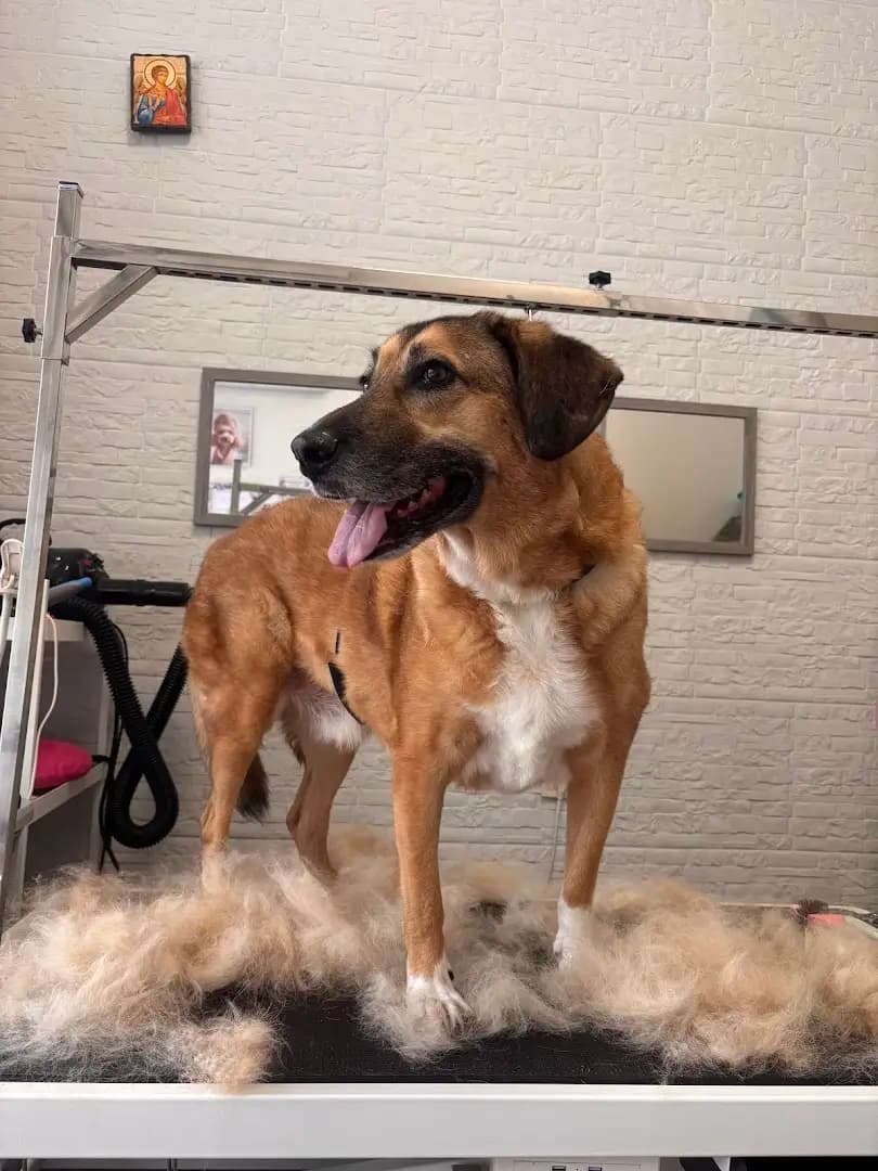 Груминг салон Big Dog Spot