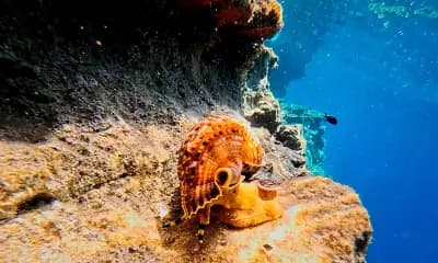 Водолазен Център Стъпката