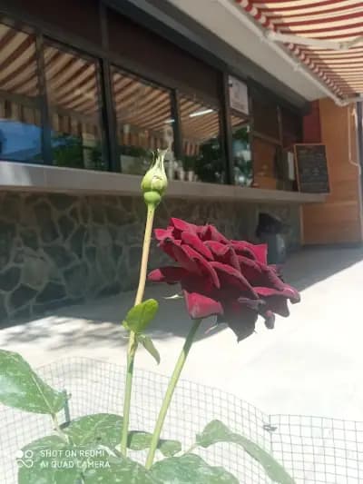 Bar&grill "Добротич"