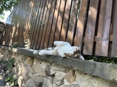 ТерзиевиВет