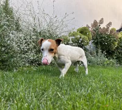 ТерзиевиВет