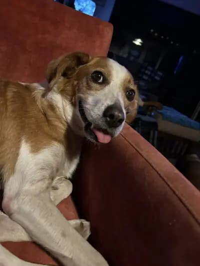 ТерзиевиВет