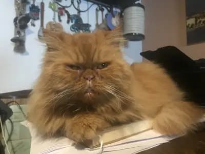 ТерзиевиВет