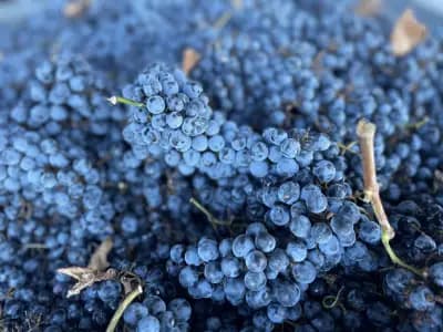 Винарска изба Меди Вали | Medi Valley Winery