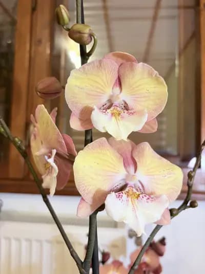 Център за Цветя Fiori