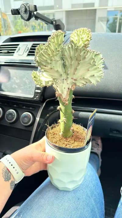 Център за Цветя Fiori