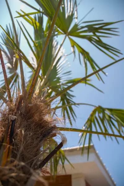 Къщи Велика