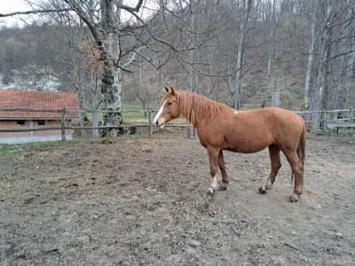 Държавно ловно стопанство „Росица“