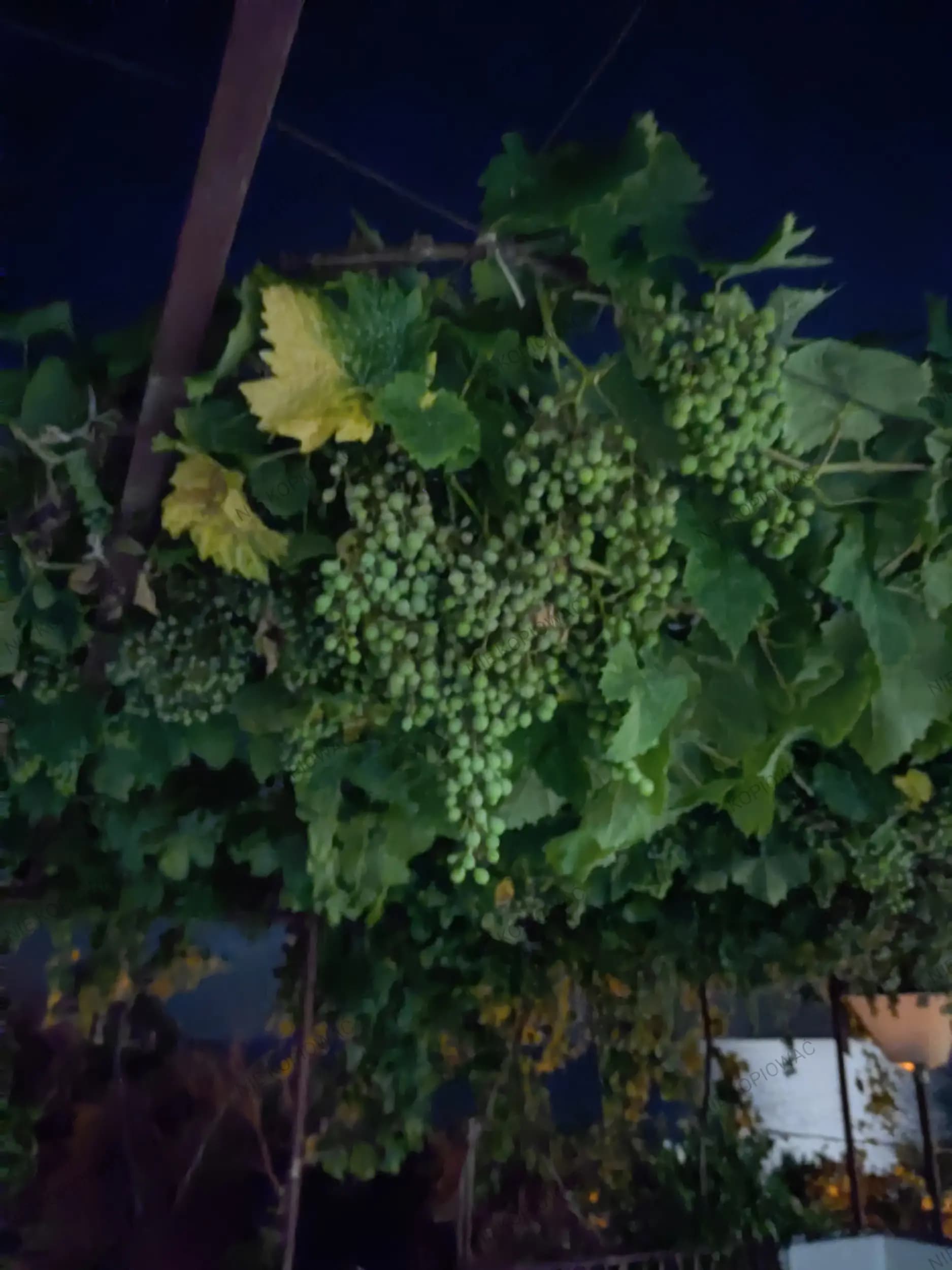 Guest rooms “Temenuga” | Стаи за гости “Теменуга”