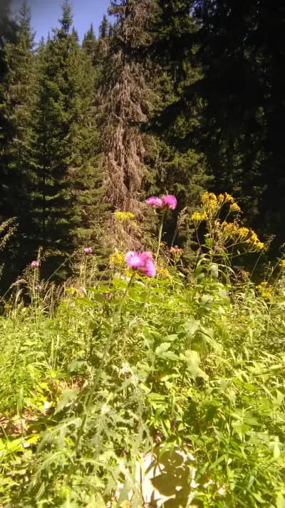 Пешеходна пътека до Хижа „Чакър войвода“