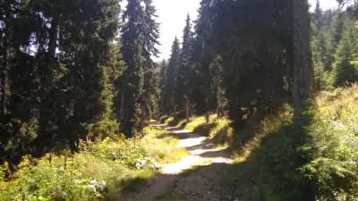 Пешеходна пътека до Хижа „Чакър войвода“