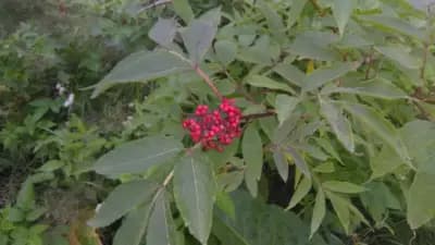 Пешеходна пътека до Хижа „Чакър войвода“