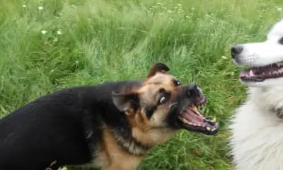 Парк Панорама