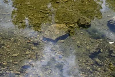 Алпинеум - Западен парк