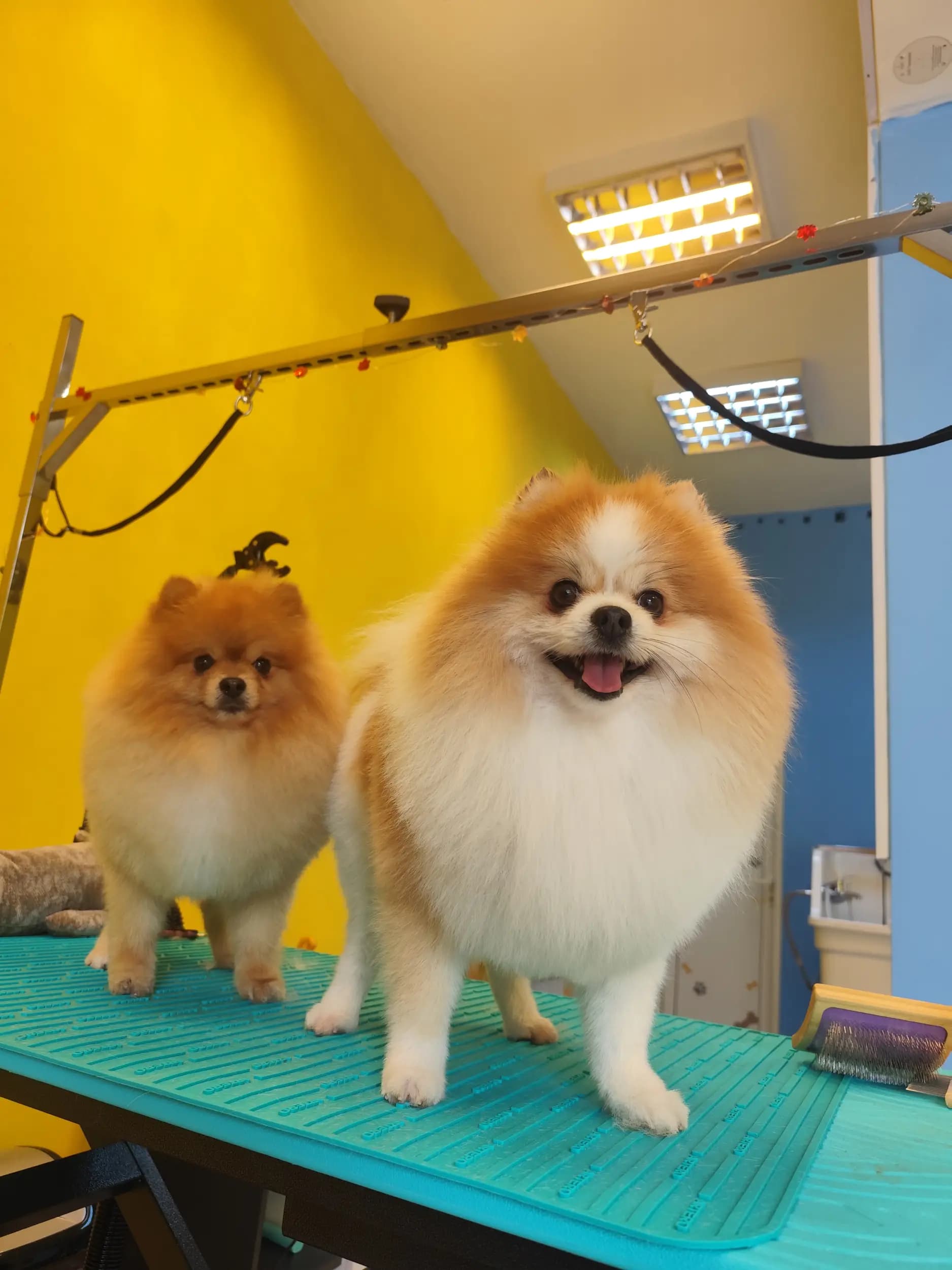 Пух и Прах Grooming salon