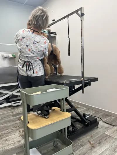 Груминг Хаус Ван Де Бо