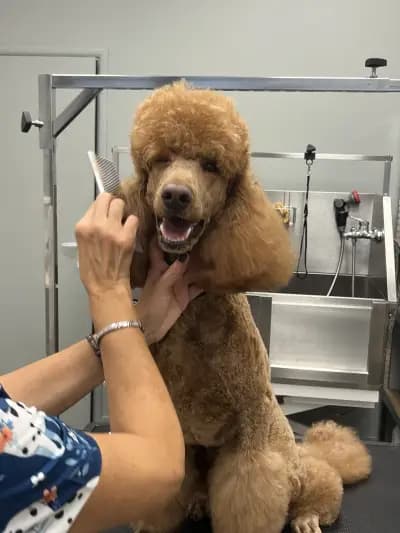 Груминг Хаус Ван Де Бо