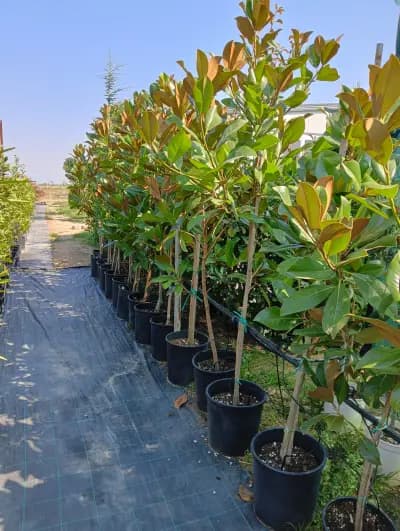 Разсадник Сиси-цвят