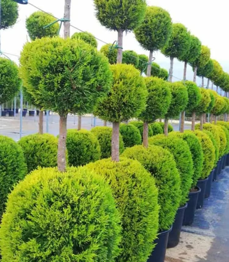 Разсадник Сиси-цвят