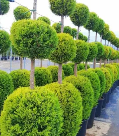 Разсадник Сиси-цвят