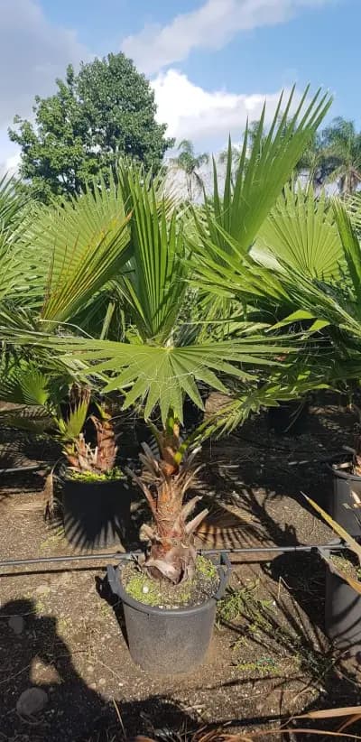 Разсадник Сиси-цвят