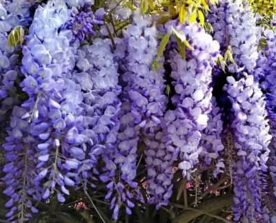 Разсадник Сиси-цвят