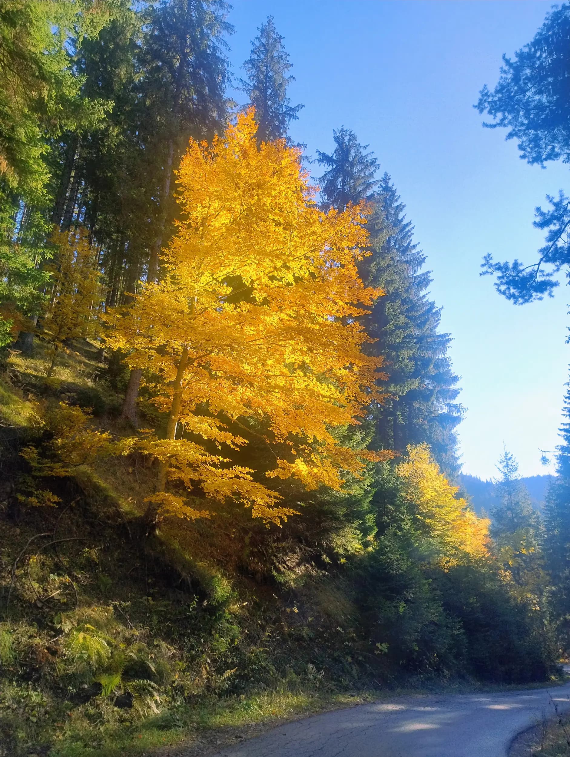 Къща" Сливови"