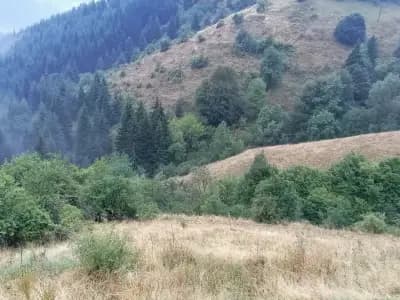 Къща" Сливови"