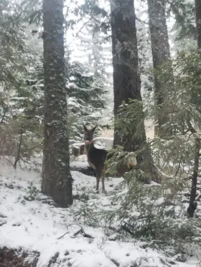 Вила Мечи Чал При старата мечка