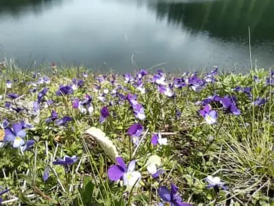 Ski in / Ski out suite GRAND MONASTERY Hotel