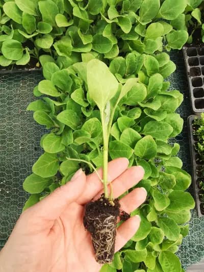 Агроаптека с. Зимница