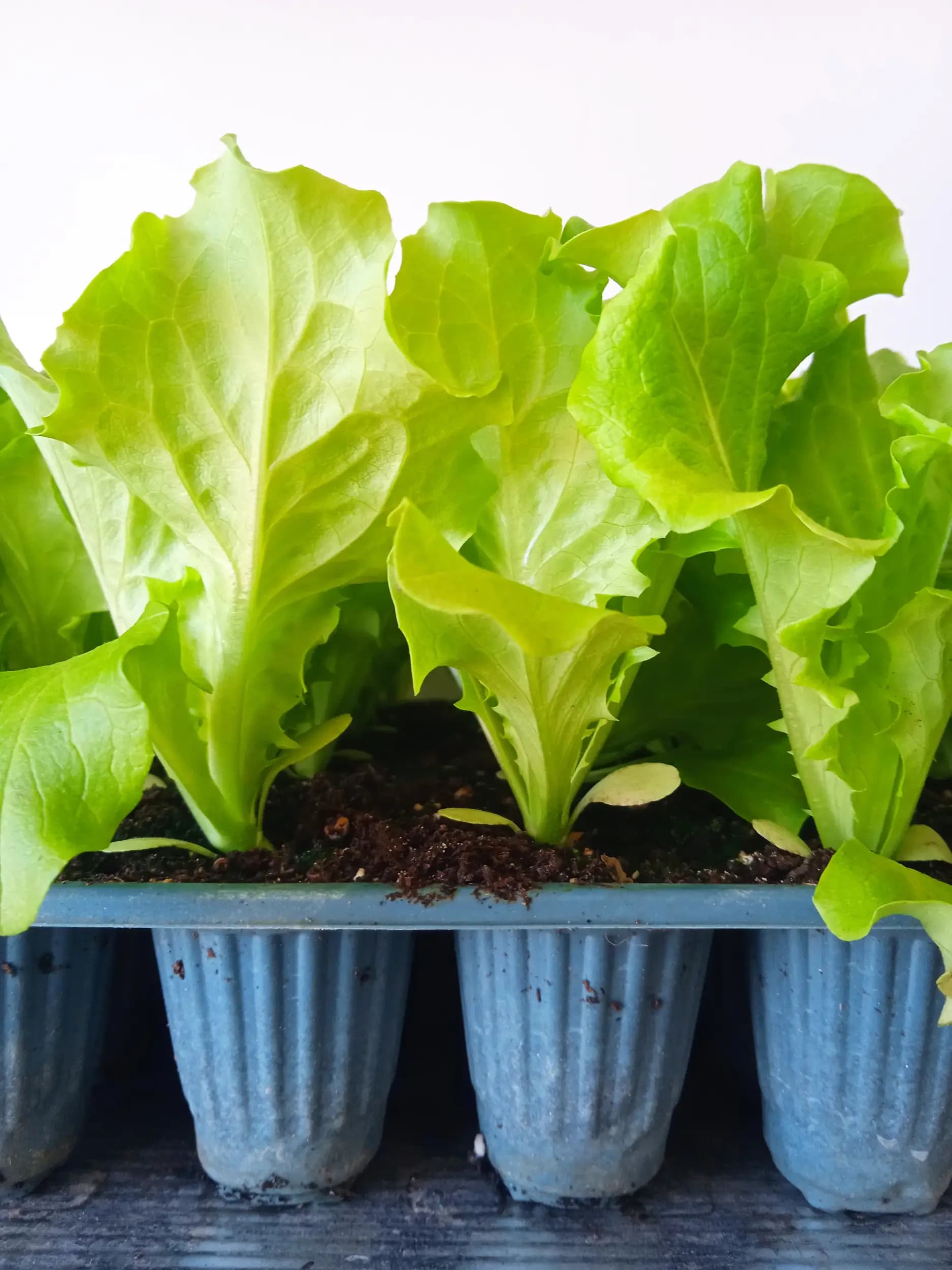 Агроаптека с. Зимница