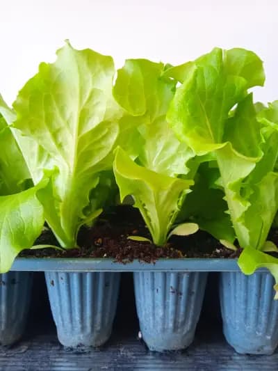 Агроаптека с. Зимница