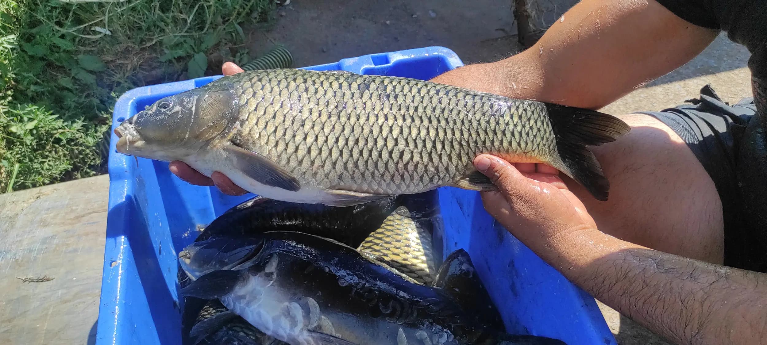 Fish Farm ELAZ - Продажба на Риба на едро