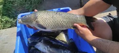 Fish Farm ELAZ - Продажба на Риба на едро