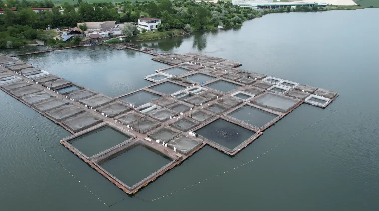 Fish Farm ELAZ - Продажба на Риба на едро