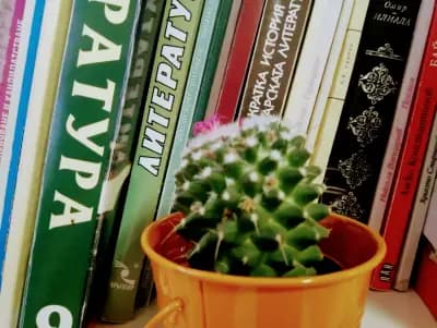 Школа по английски и български език "Класната стая на Ралица"