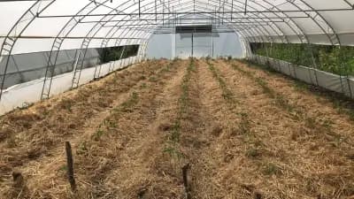 Пишмански зеленчуци