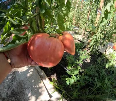 Пишмански зеленчуци