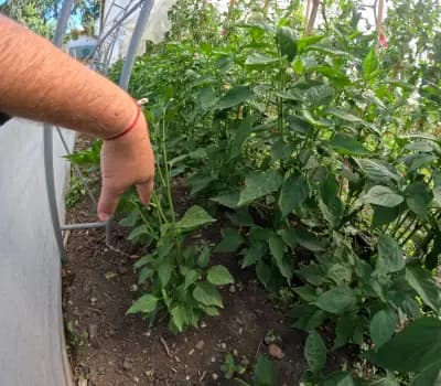 Пишмански зеленчуци